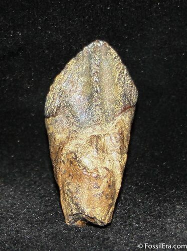 Nice Triceratops Tooth With Partial Root #1131